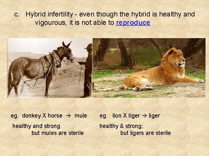 c. Hybrid infertility - even though the hybrid is healthy and vigourous, it is