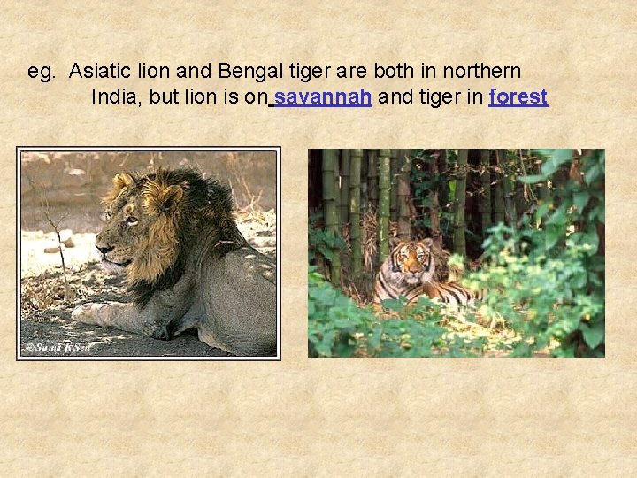 eg. Asiatic lion and Bengal tiger are both in northern India, but lion is
