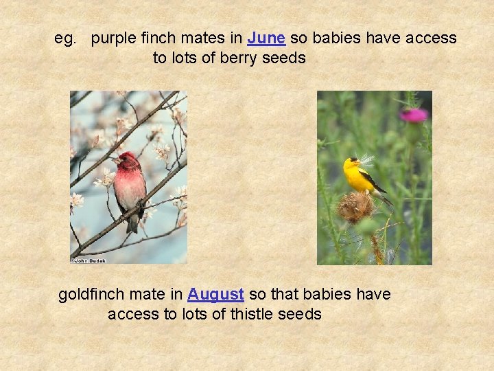 eg. purple finch mates in June so babies have access to lots of berry