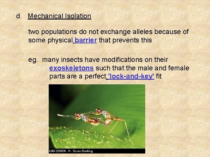 d. Mechanical Isolation two populations do not exchange alleles because of some physical barrier