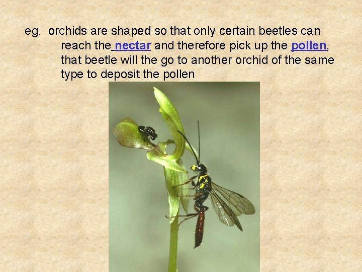 eg. orchids are shaped so that only certain beetles can reach the nectar and