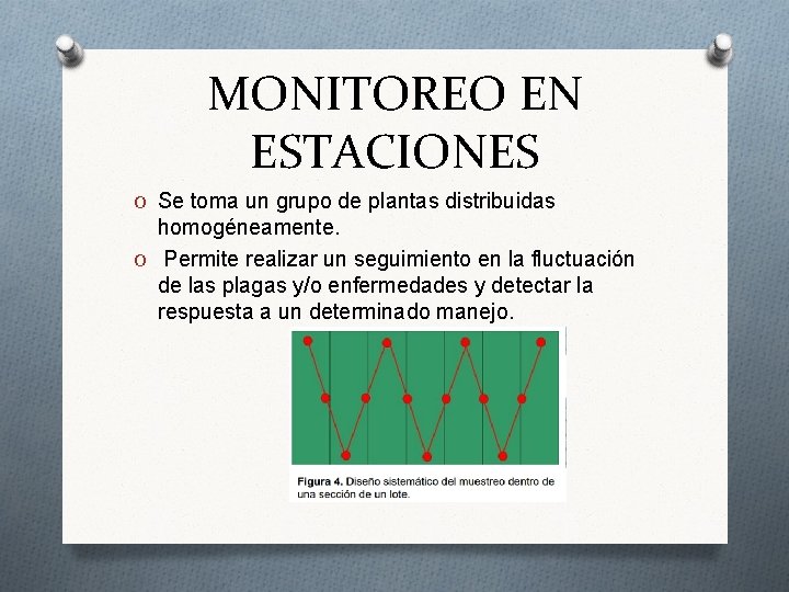 MONITOREO EN ESTACIONES O Se toma un grupo de plantas distribuidas homogéneamente. O Permite