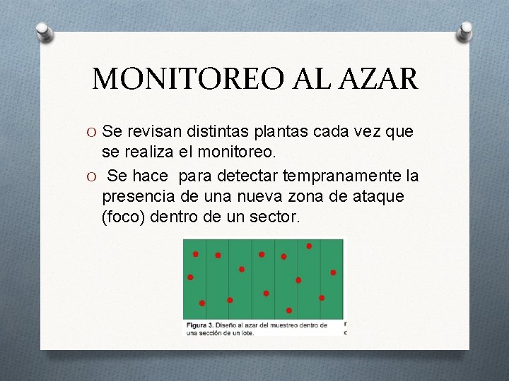 MONITOREO AL AZAR O Se revisan distintas plantas cada vez que se realiza el