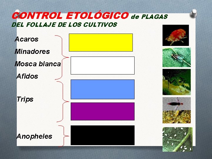 CONTROL ETOLÓGICO de PLAGAS DEL FOLLAJE DE LOS CULTIVOS Acaros Minadores Mosca blanca Afidos