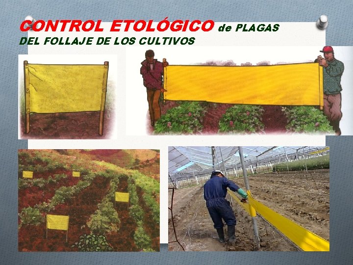 CONTROL ETOLÓGICO de PLAGAS DEL FOLLAJE DE LOS CULTIVOS 