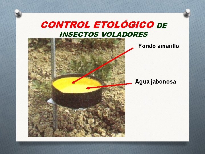 CONTROL ETOLÓGICO DE INSECTOS VOLADORES Fondo amarillo Agua jabonosa 