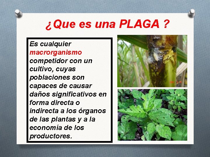 ¿Que es una PLAGA ? Es cualquier macrorganismo competidor con un cultivo, cuyas poblaciones