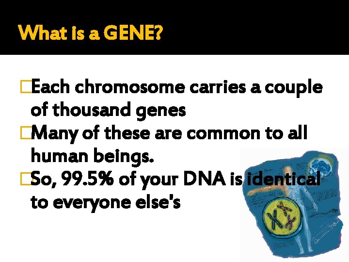 What is a GENE? �Each chromosome carries a couple of thousand genes �Many of