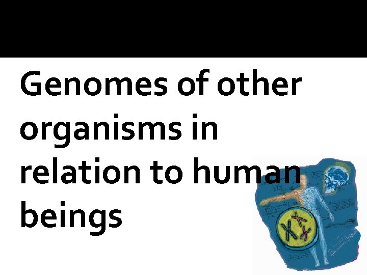 Genomes of other organisms in relation to human beings 