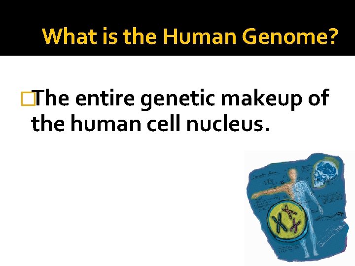 What is the Human Genome? �The entire genetic makeup of the human cell nucleus.