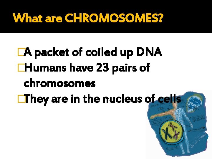 What are CHROMOSOMES? �A packet of coiled up DNA �Humans have 23 pairs of