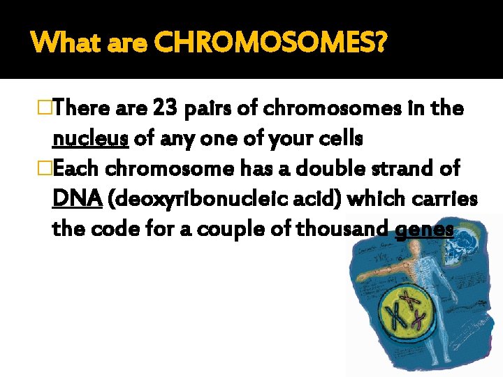 What are CHROMOSOMES? �There are 23 pairs of chromosomes in the nucleus of any