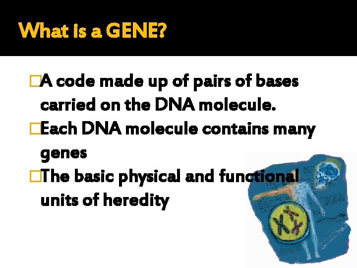 What is a GENE? �A code made up of pairs of bases carried on