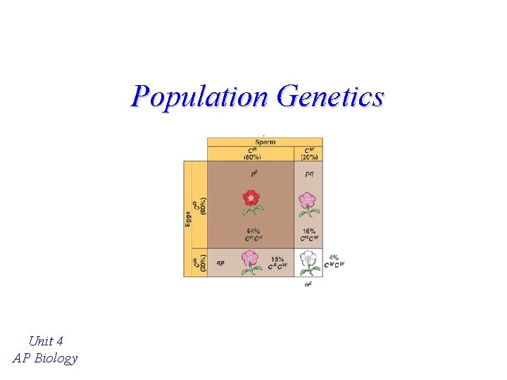 Population Genetics Unit 4 AP Biology 