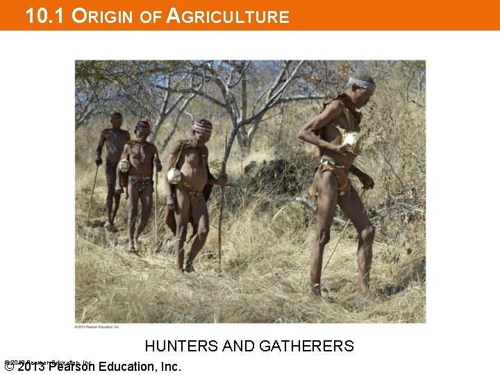 10. 1 ORIGIN OF AGRICULTURE HUNTERS AND GATHERERS © 2013 Pearson Education, Inc. 