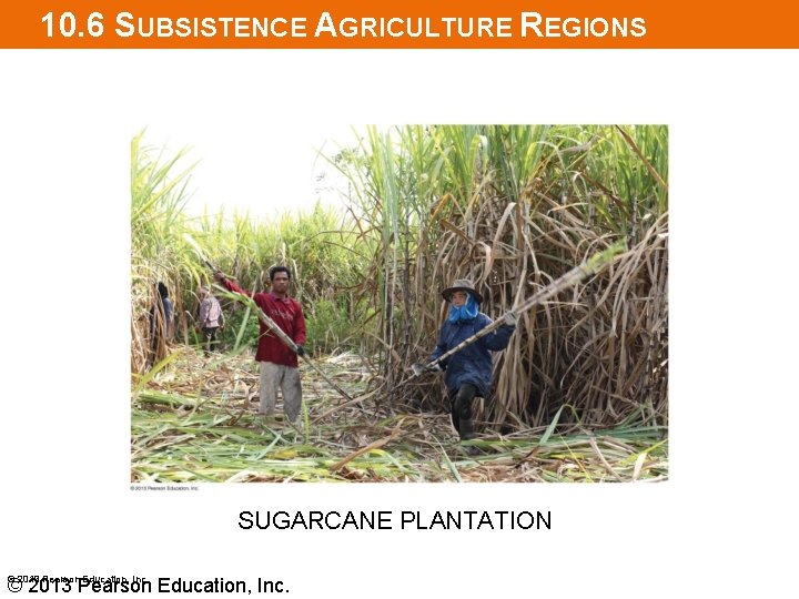 10. 6 SUBSISTENCE AGRICULTURE REGIONS SUGARCANE PLANTATION © 2013 Pearson Education, Inc. 