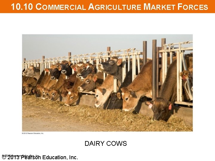 10. 10 COMMERCIAL AGRICULTURE MARKET FORCES DAIRY COWS © 2013 Pearson Education, Inc. 