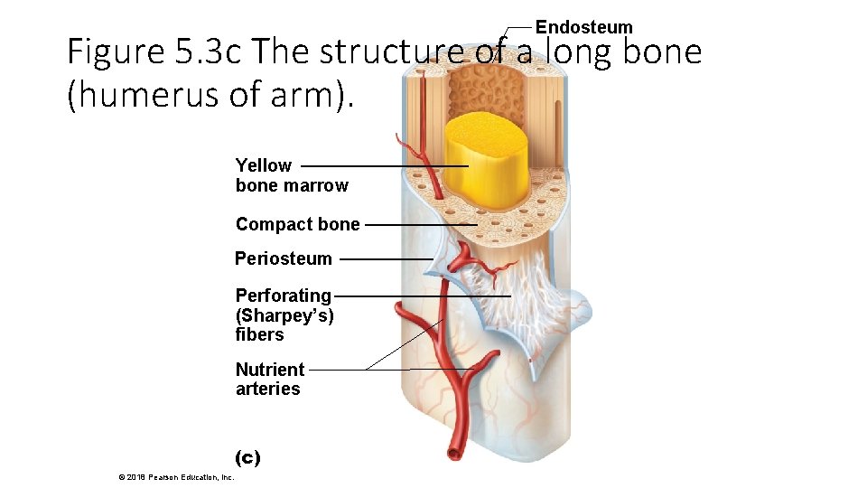Endosteum Figure 5. 3 c The structure of a long bone (humerus of arm).