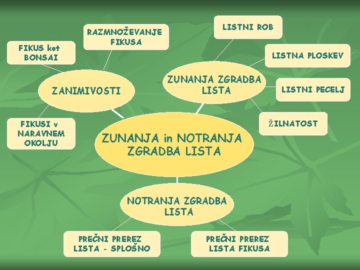 FIKUS kot BONSAI RAZMNOŽEVANJE FIKUSA LISTNA PLOSKEV ZUNANJA ZGRADBA LISTA ZANIMIVOSTI FIKUSI v NARAVNEM