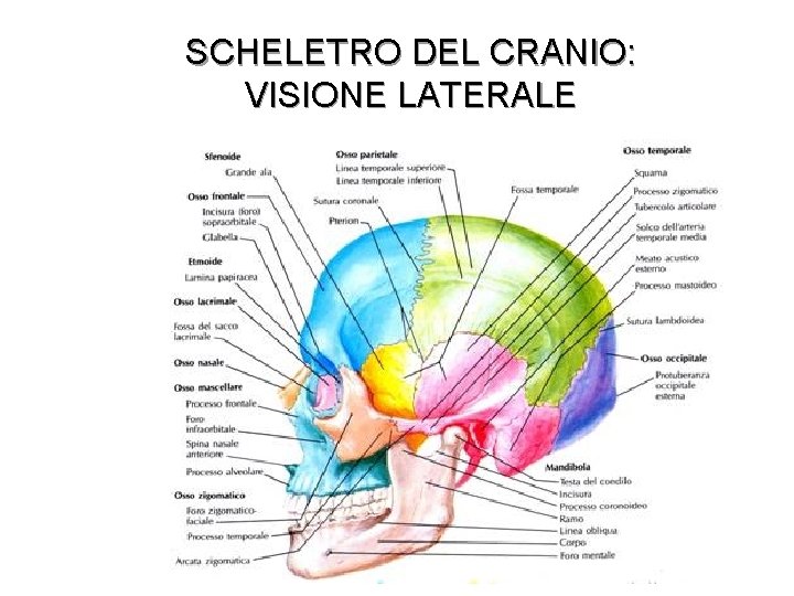 SCHELETRO DEL CRANIO: VISIONE LATERALE 