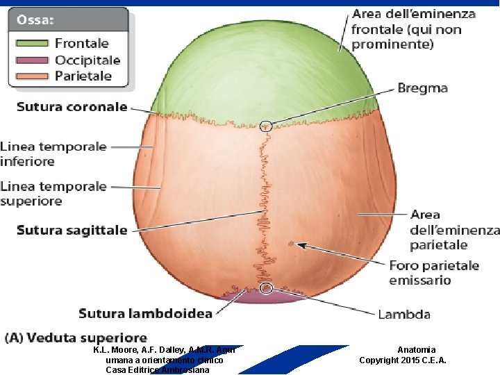 K. L. Moore, A. F. Dalley, A. M. R. Agur umana a orientamento clinico