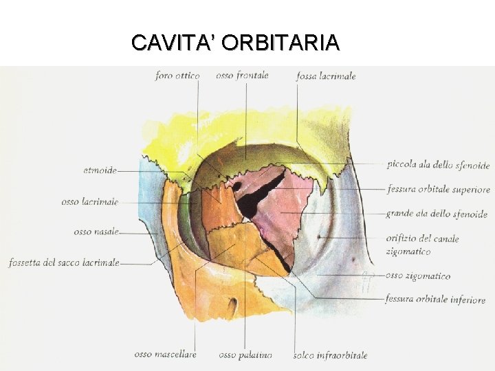 CAVITA’ ORBITARIA 