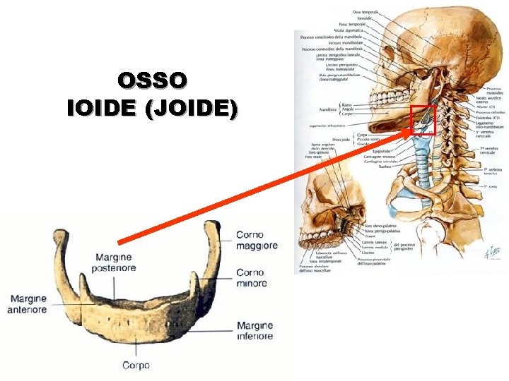 OSSO IOIDE (JOIDE) 