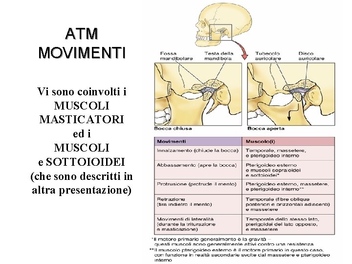 ATM MOVIMENTI Vi sono coinvolti i MUSCOLI MASTICATORI ed i MUSCOLI e SOTTOIOIDEI (che