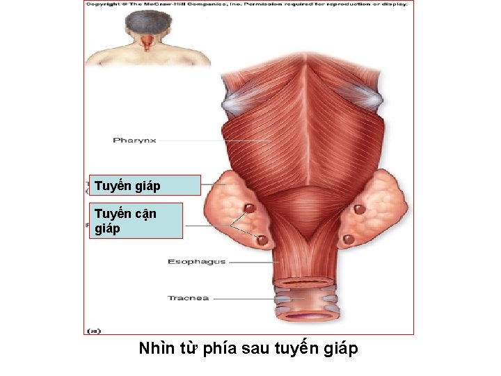 Tuyến giáp Tuyến cận giáp Nhìn từ phía sau tuyến giáp 