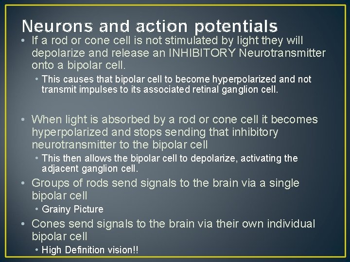 Neurons and action potentials • If a rod or cone cell is not stimulated