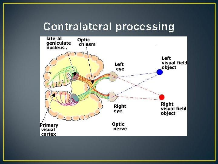 Contralateral processing 