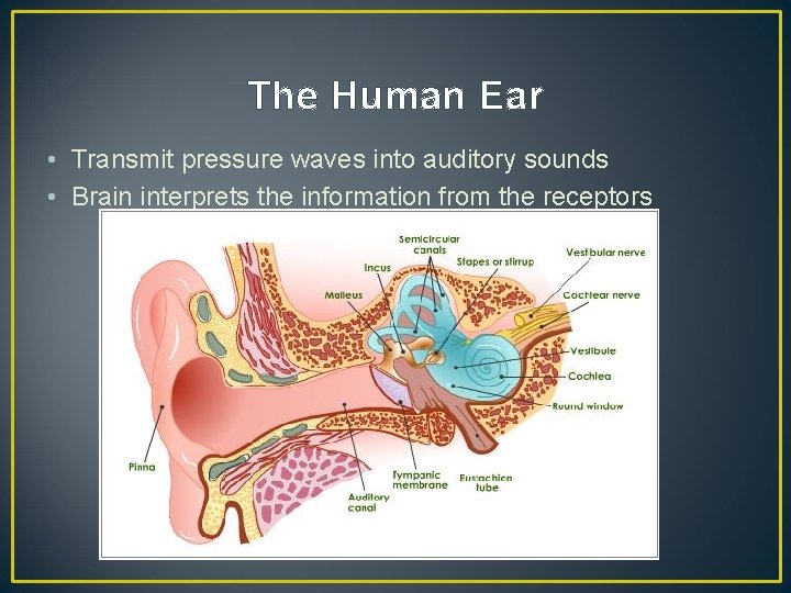 The Human Ear • Transmit pressure waves into auditory sounds • Brain interprets the