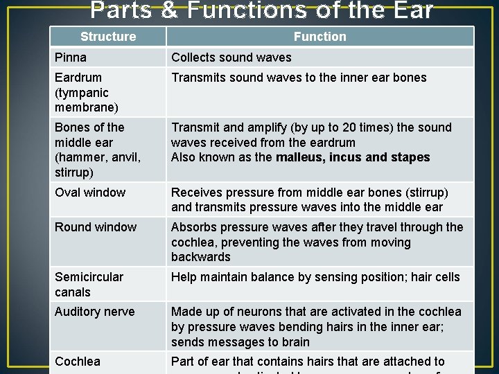 Parts & Functions of the Ear Structure Function Pinna Collects sound waves Eardrum (tympanic