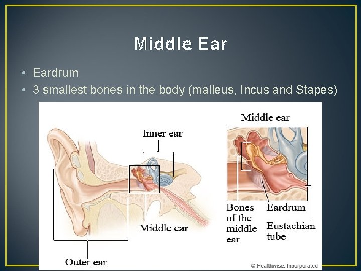 Middle Ear • Eardrum • 3 smallest bones in the body (malleus, Incus and