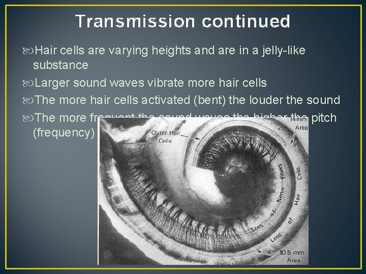 Transmission continued Hair cells are varying heights and are in a jelly-like substance Larger