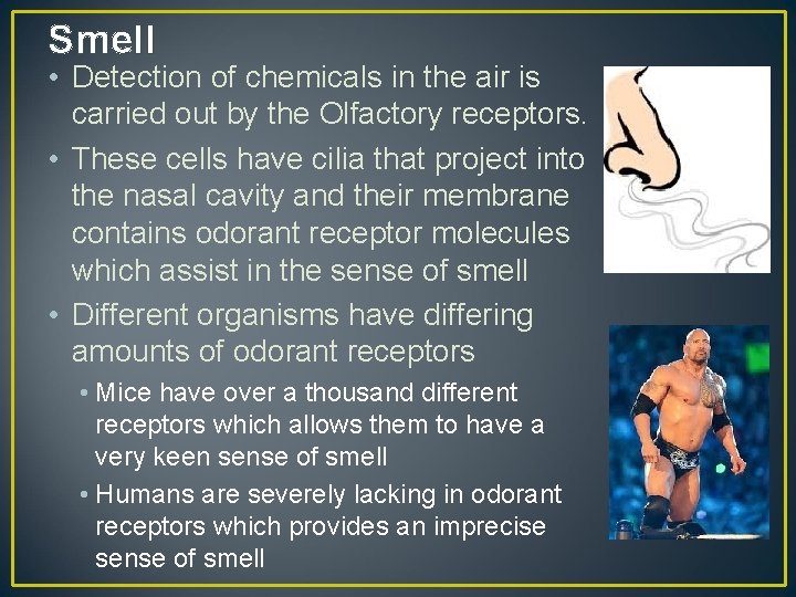 Smell • Detection of chemicals in the air is carried out by the Olfactory