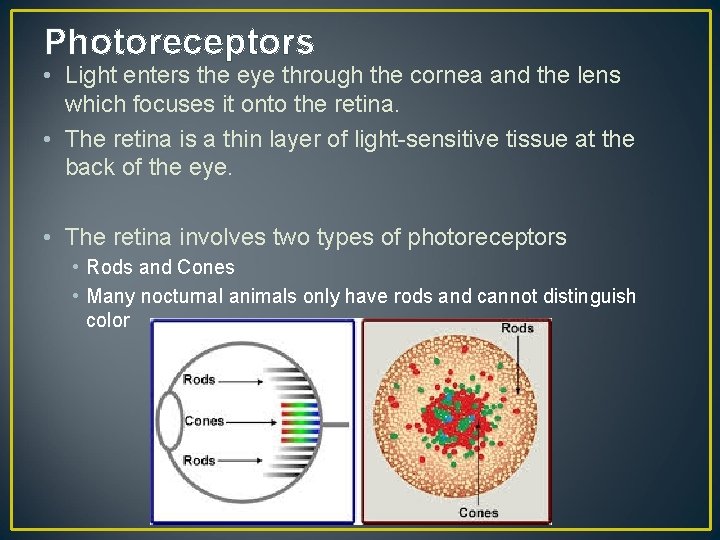 Photoreceptors • Light enters the eye through the cornea and the lens which focuses