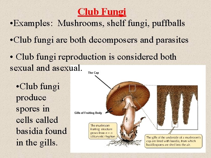 Club Fungi • Examples: Mushrooms, shelf fungi, puffballs • Club fungi are both decomposers