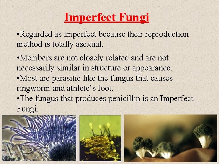Imperfect Fungi • Regarded as imperfect because their reproduction method is totally asexual. •
