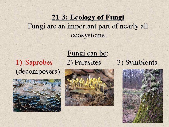 21 -3: Ecology of Fungi are an important part of nearly all ecosystems. 1)
