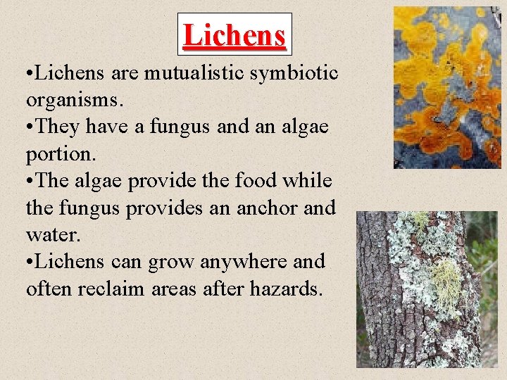 Lichens • Lichens are mutualistic symbiotic organisms. • They have a fungus and an