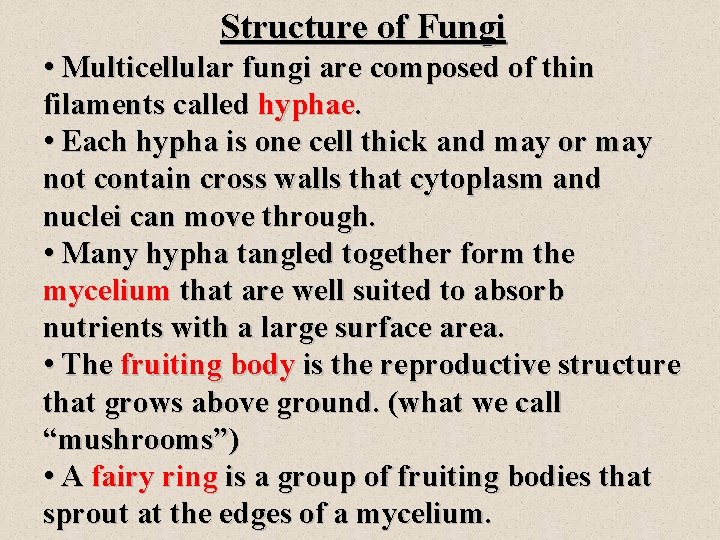 Structure of Fungi • Multicellular fungi are composed of thin filaments called hyphae. •