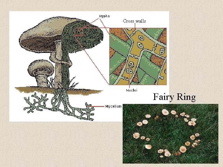 Cross walls Fairy Ring 