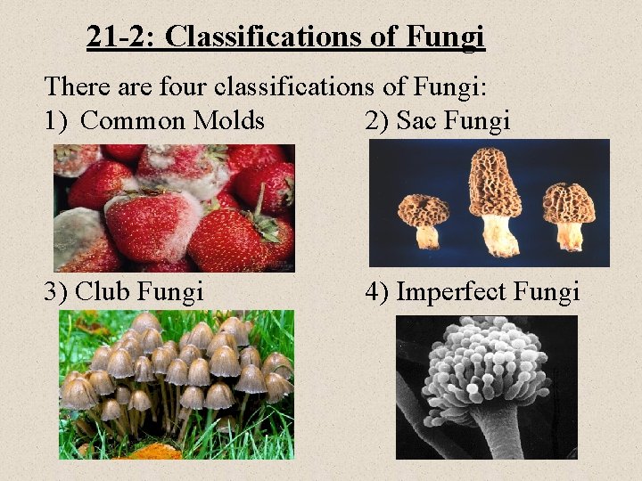 21 -2: Classifications of Fungi There are four classifications of Fungi: 1) Common Molds