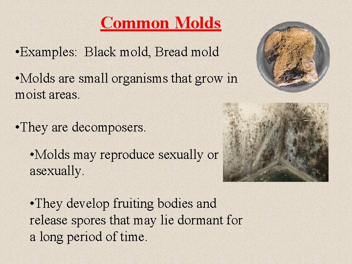 Common Molds • Examples: Black mold, Bread mold • Molds are small organisms that