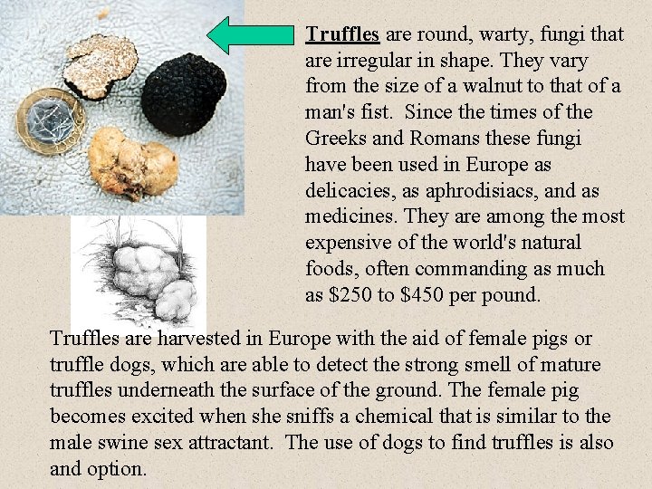 Truffles are round, warty, fungi that are irregular in shape. They vary from the