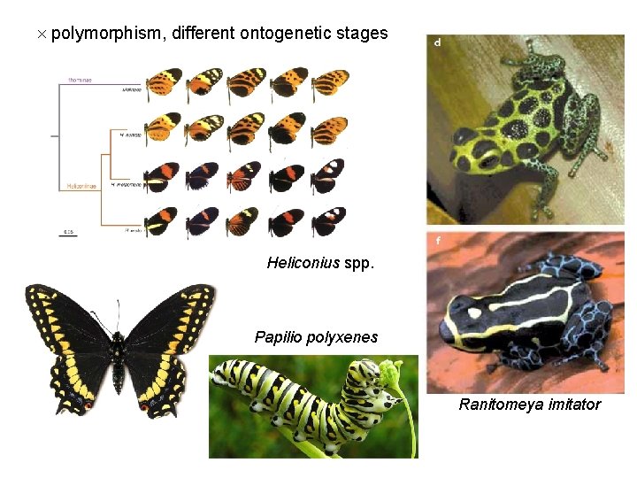  polymorphism, different ontogenetic stages Heliconius spp. Papilio polyxenes Ranitomeya imitator 