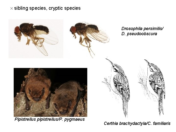  sibling species, cryptic species Drosophila persimilis/ D. pseudoobscura Pipistrellus pipistrellus/P. pygmaeus Certhia brachydactyla/C.