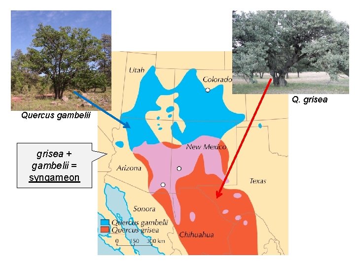 Q. grisea Quercus gambelii grisea + gambelii = syngameon 