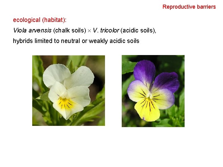 Reproductive barriers ecological (habitat): Viola arvensis (chalk soils) V. tricolor (acidic soils), hybrids limited